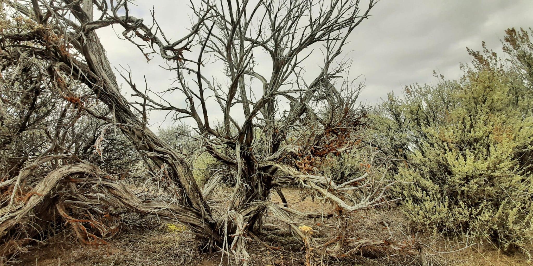 Photo of Christmas Valley Wagontire Hwy 3 of 11