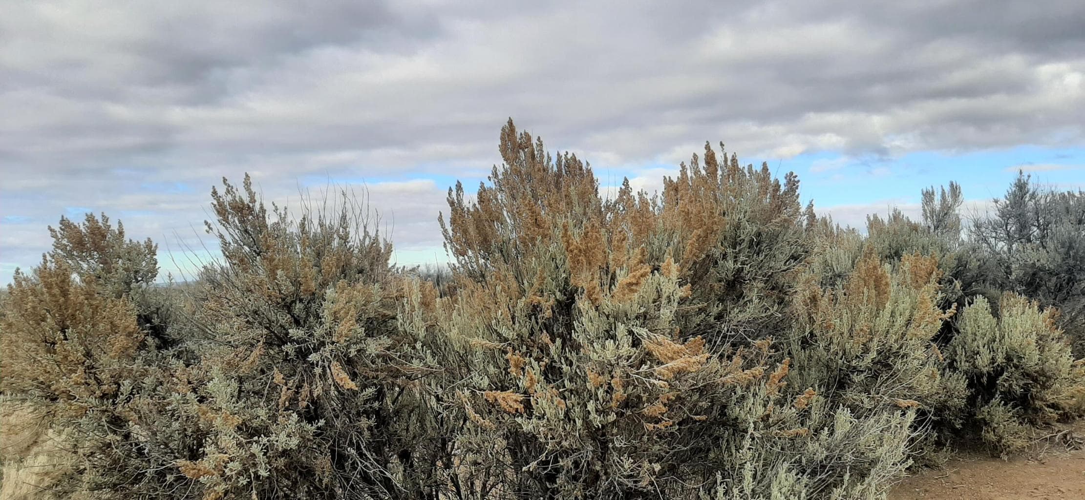 Photo of Christmas Valley Wagontire Hwy 5 of 11