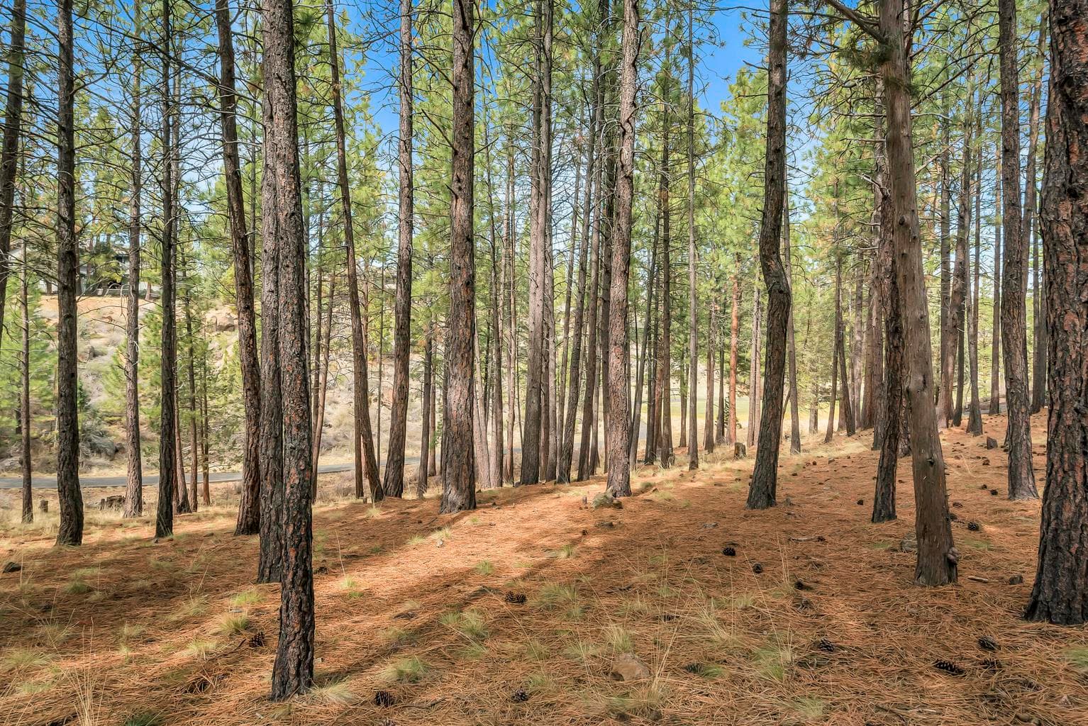 Photo of 19374 Rim Lake Court 6 of 14
