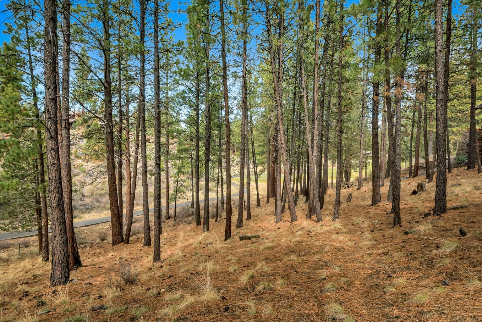 Photo of 19374 Rim Lake Court 8 of 14
