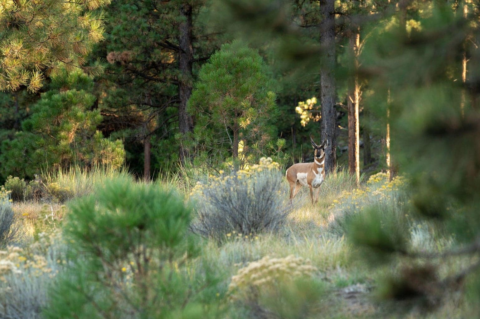 Photo of 27990 Old Wolf Creek Road 24 of 56