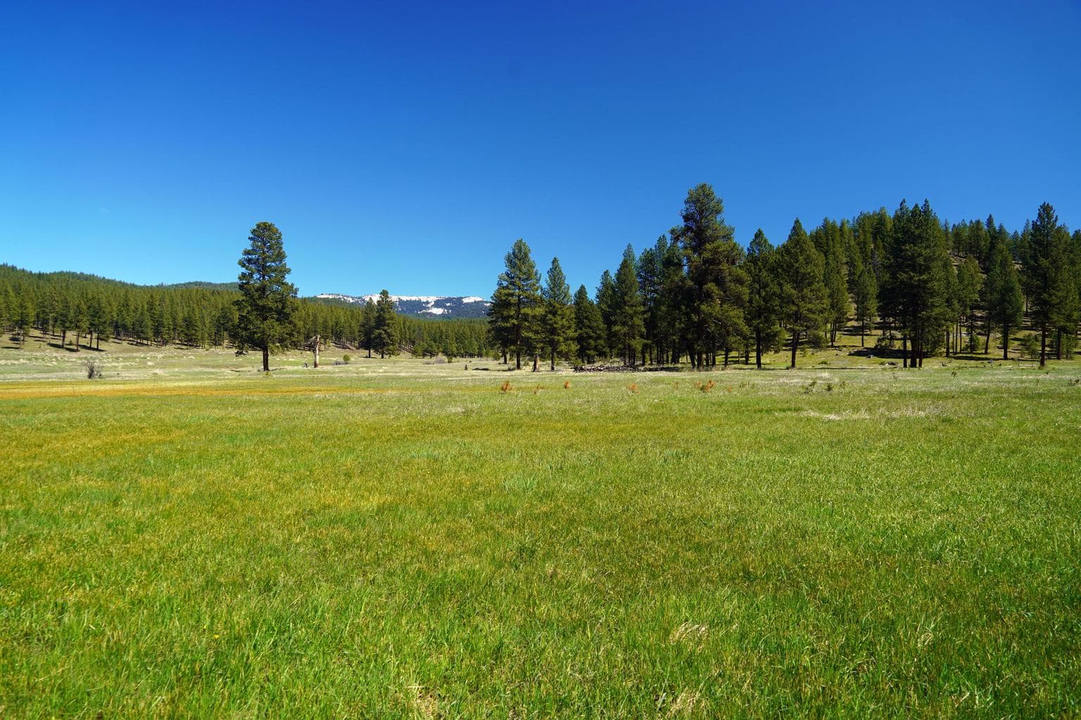 Photo of 27990 Old Wolf Creek Road 52 of 56