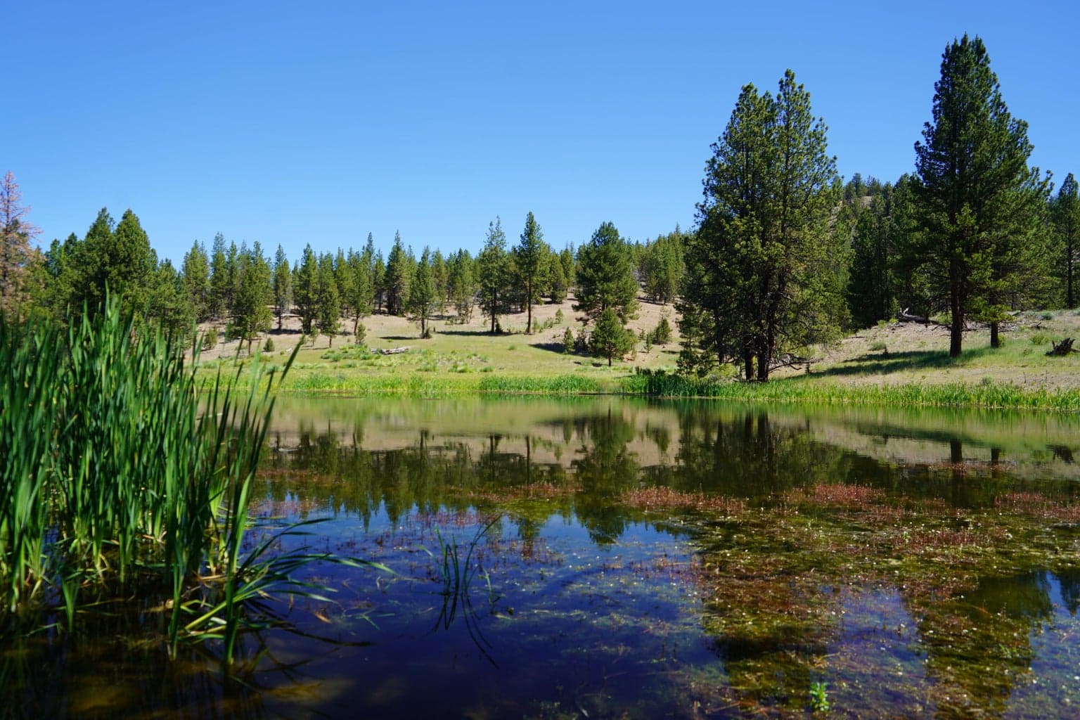 Photo of 27990 Old Wolf Creek Road 55 of 56