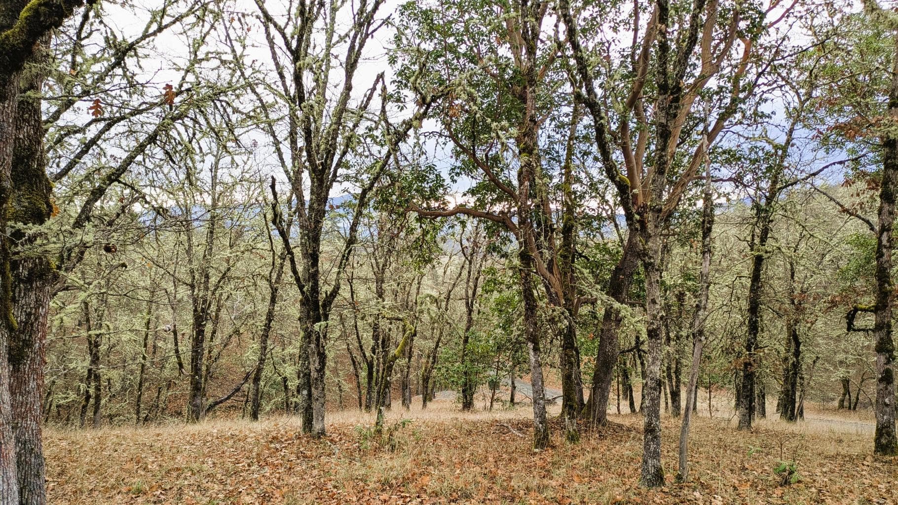 Photo of 00 Azalea Drive Cut Off 3 of 4