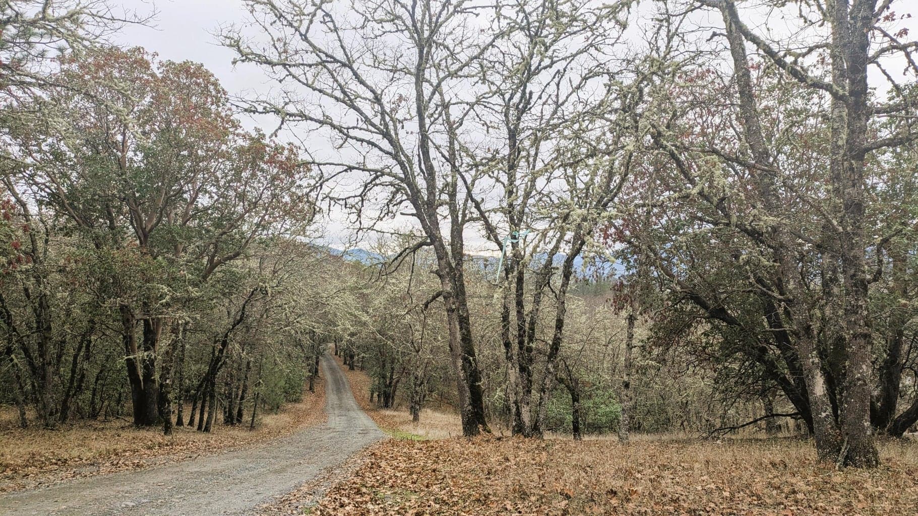 00 Azalea Drive Cut Off