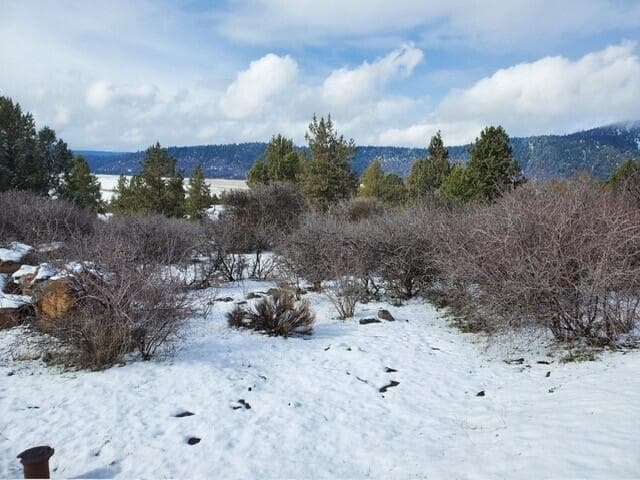 Photo of Crossbill 5 of 13