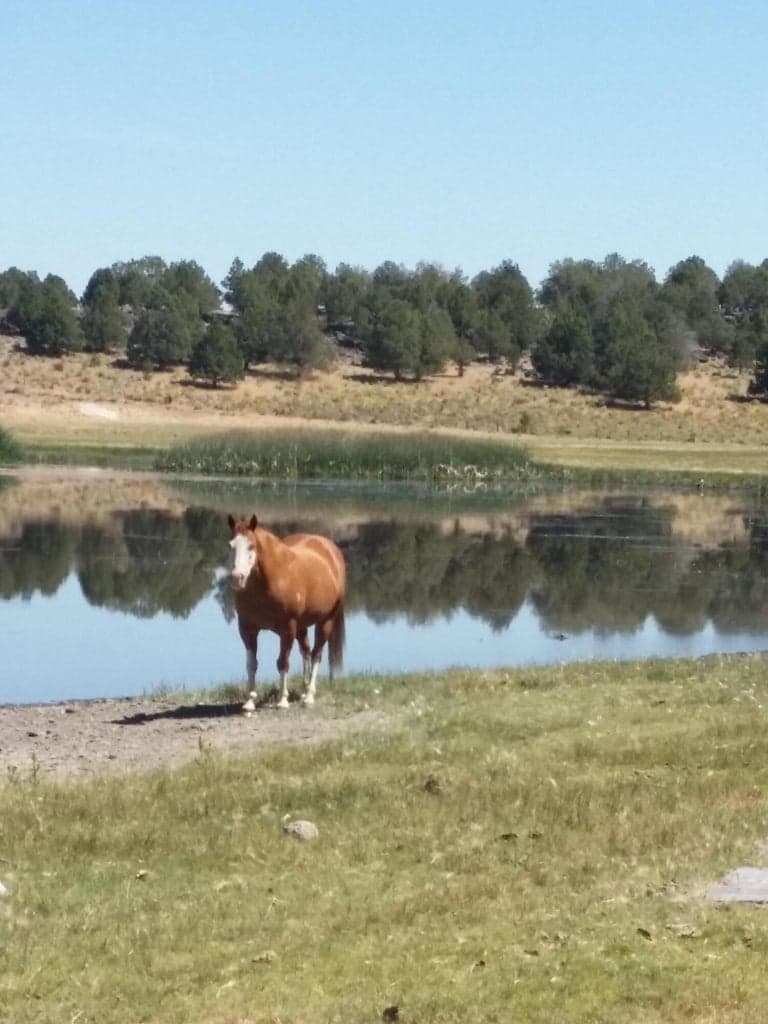 Photo of 0 Sprague River 2 of 12