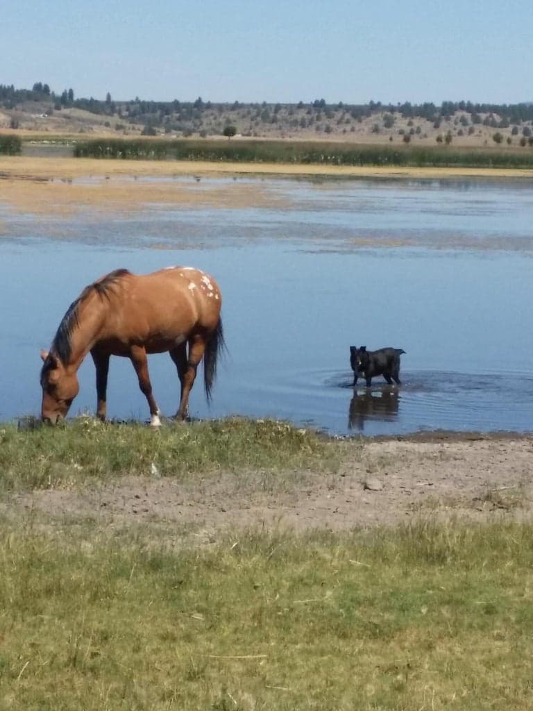 Photo of 0 Sprague River 3 of 12
