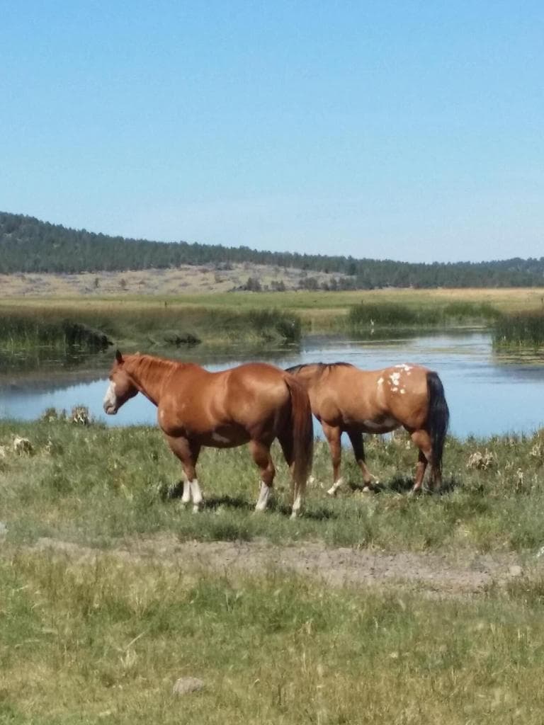 Photo of 0 Sprague River 4 of 12
