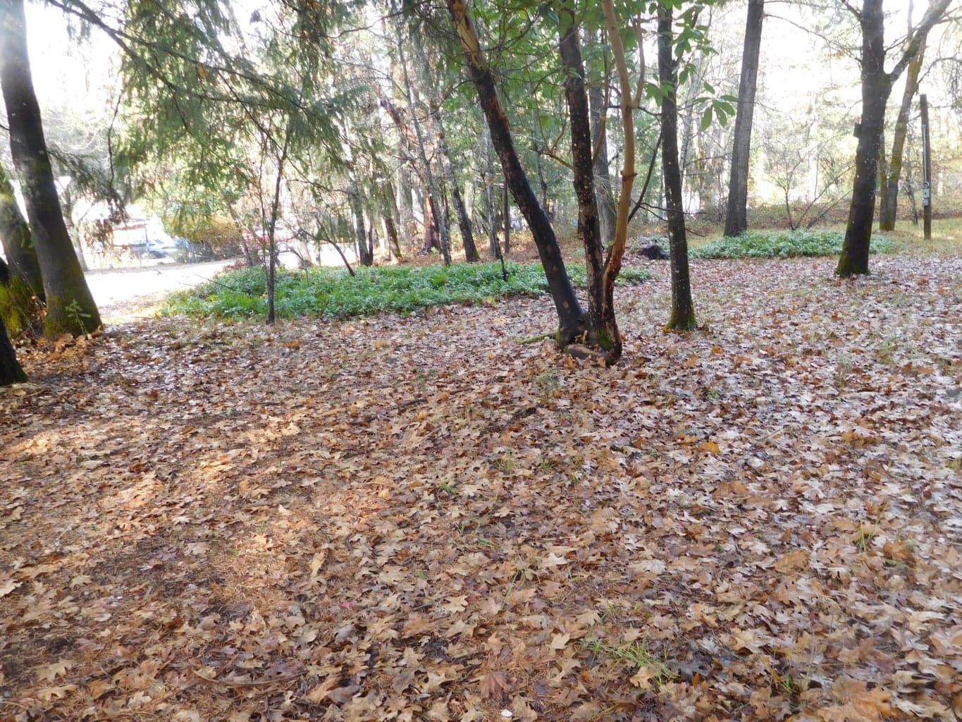 Corner lot, homesite ready to develop. Old power pole near the previous homesite.