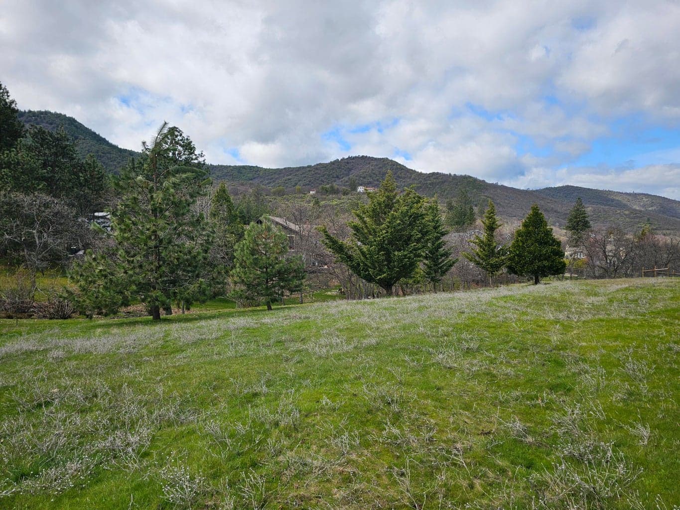 Photo of 483 Strawberry 2 of 12