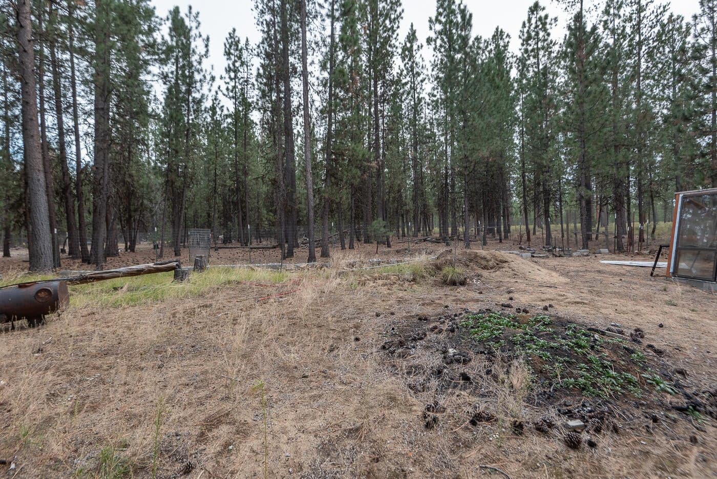 Photo of 14731 Longleaf Pine 35 of 47