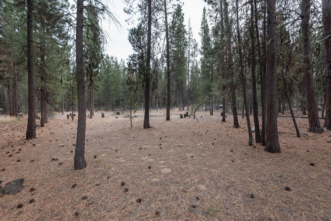 Photo of 14731 Longleaf Pine 36 of 47