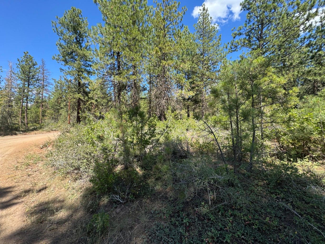 Photo of 0 Grizzly 4 of 12