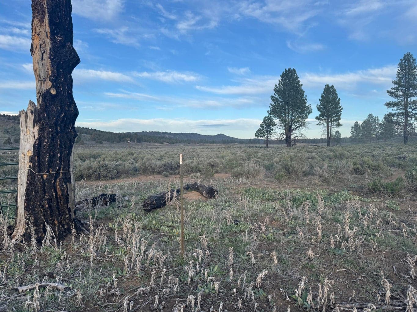 Photo of 0 Mule Deer 3 of 9