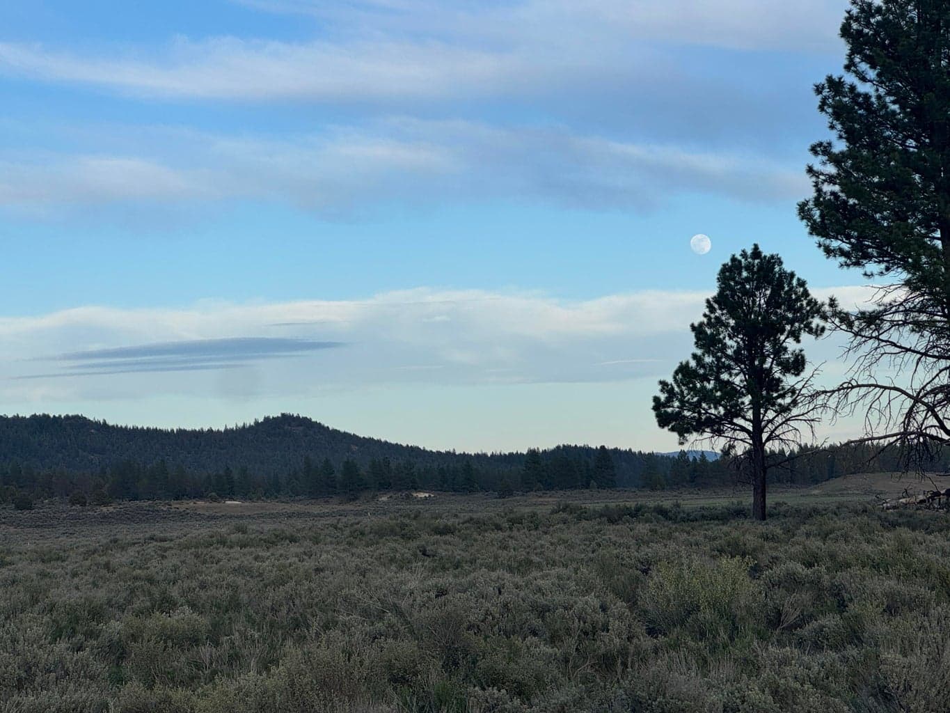 Photo of 0 Mule Deer 2 of 9