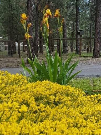 Photo of 14741 N Sugar Pine Way 45 of 51