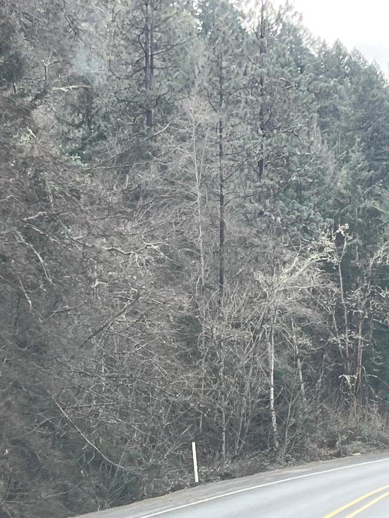 Photo of Rogue River 5 of 8
