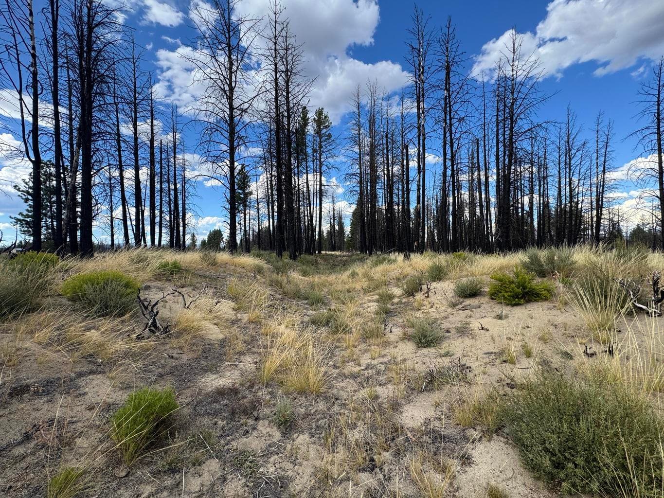 Photo of 0 Shasta Fir 3 of 7