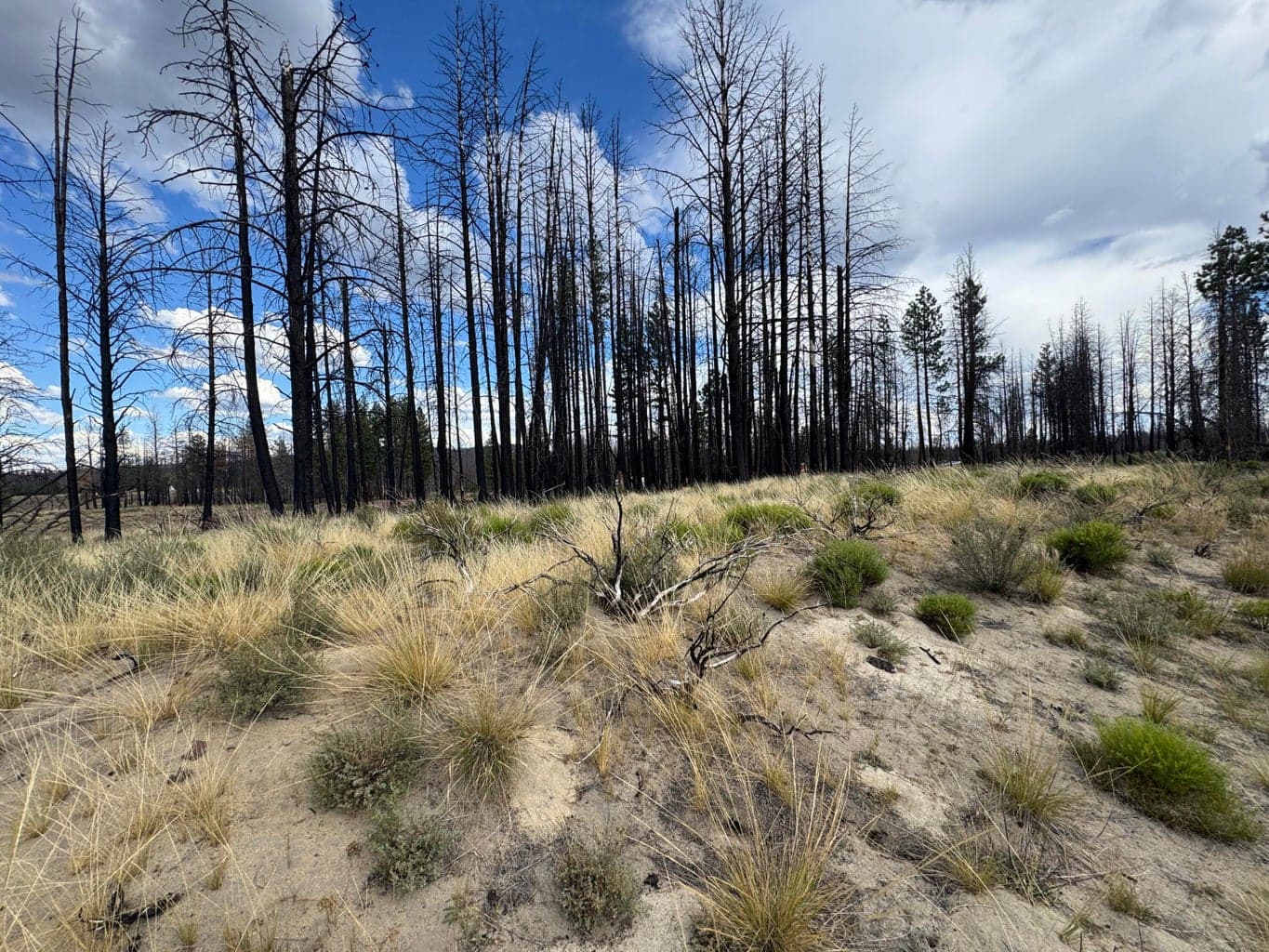 Photo of 0 Shasta Fir 4 of 7