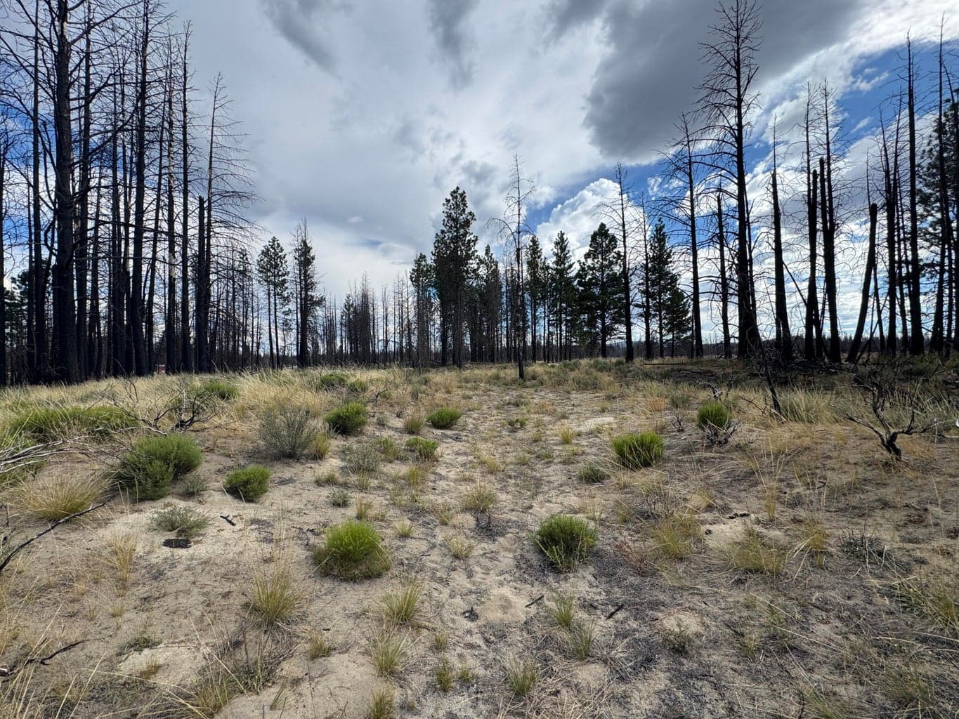 Photo of 0 Shasta Fir 5 of 7