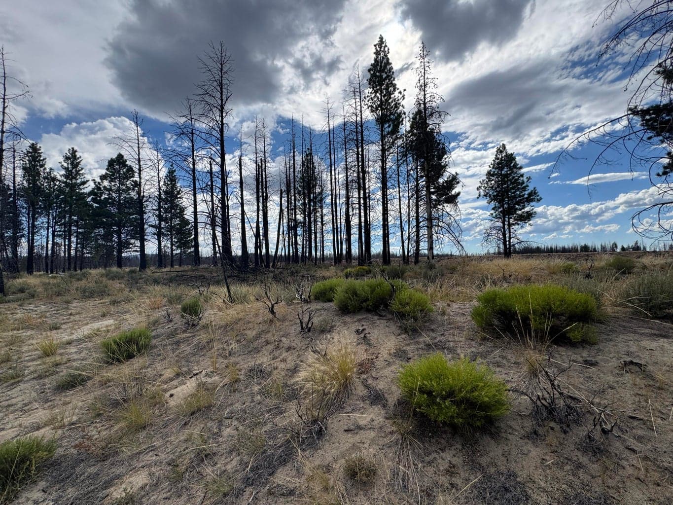 Photo of 0 Shasta Fir 2 of 7