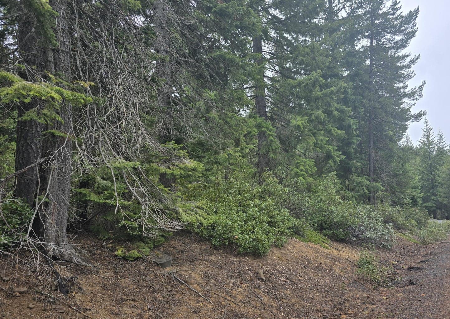 Photo of 4 Royce Pine 2 of 12