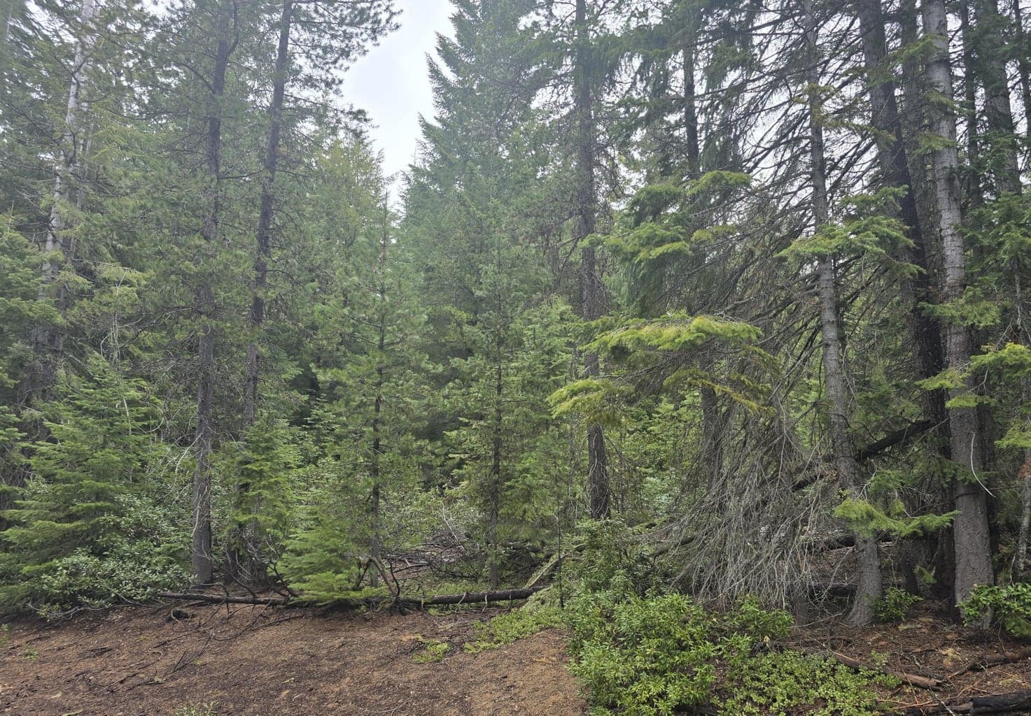 Photo of 4 Royce Pine 3 of 12
