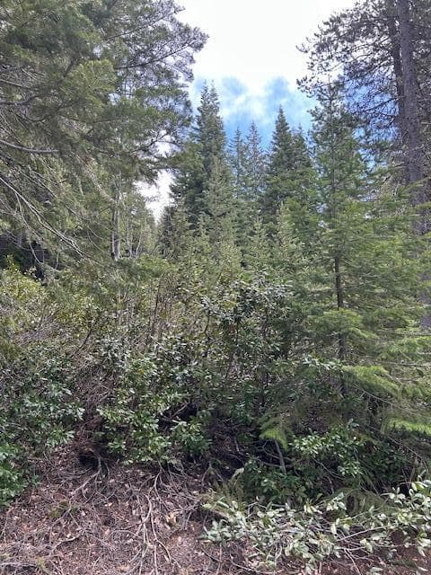 Photo of 4 Royce Pine 4 of 12