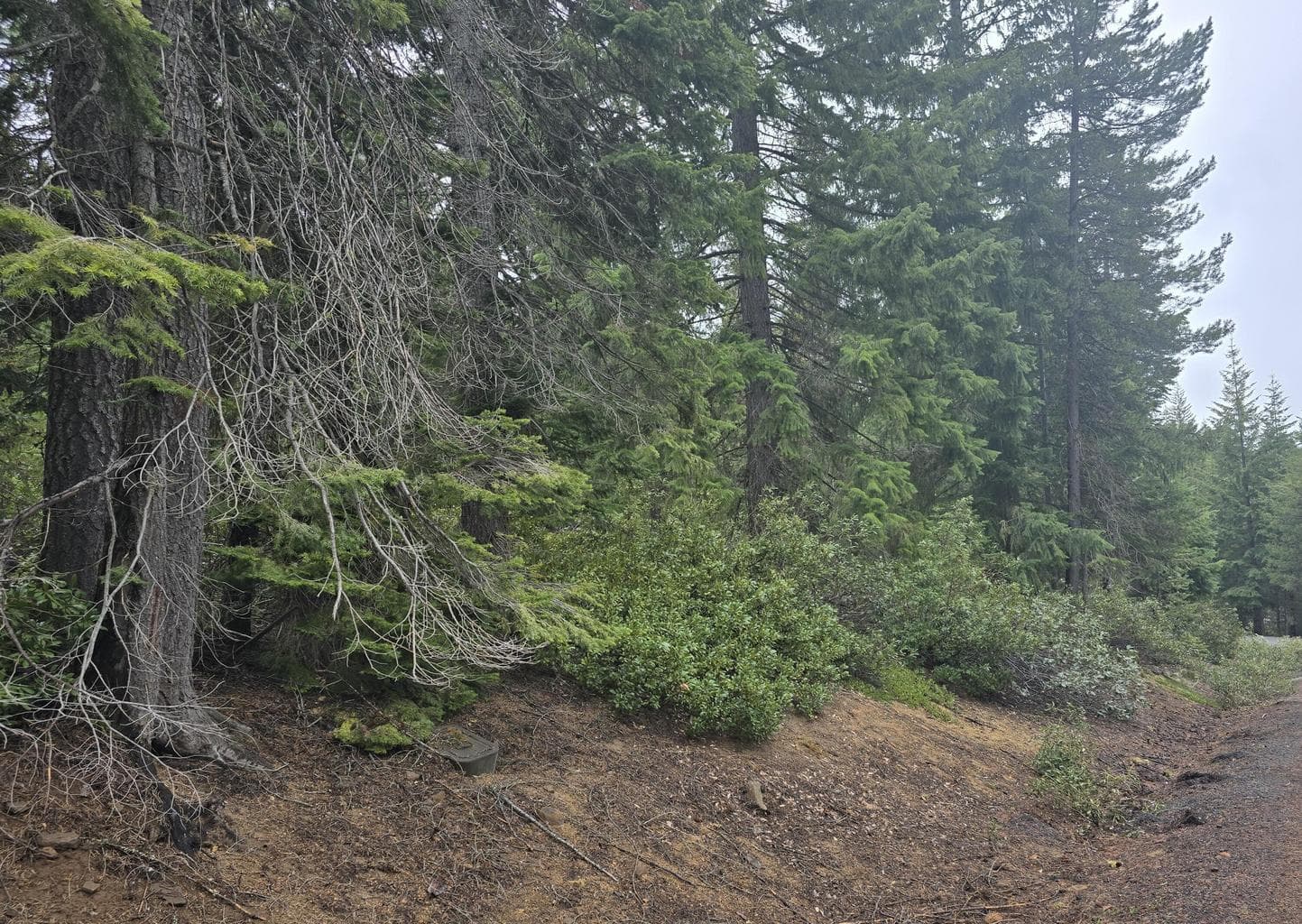 Photo of 5 Royce Pine 3 of 12