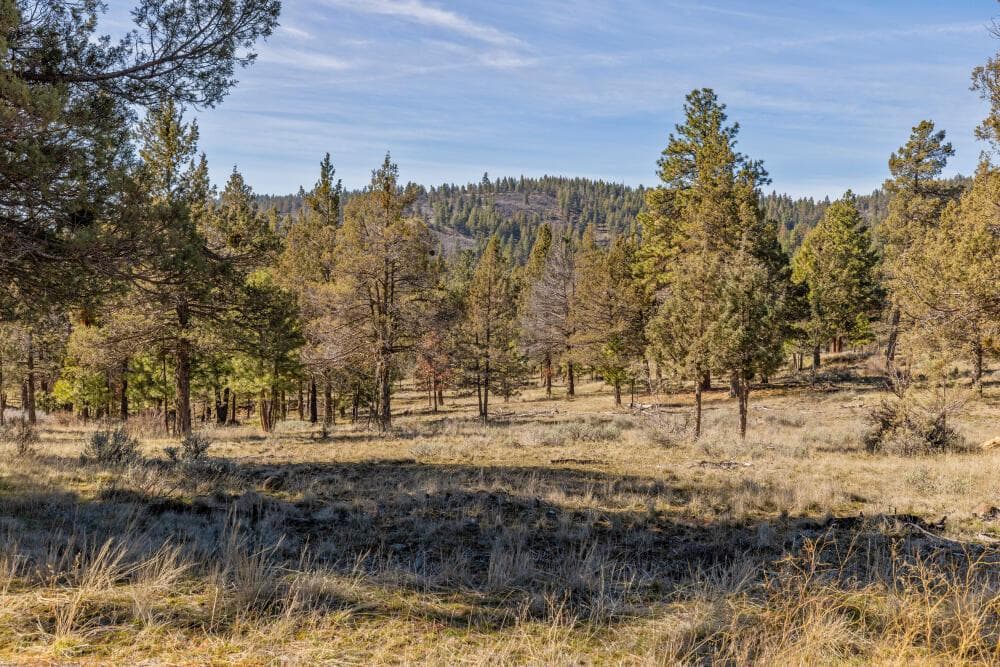 Photo of 5768 Engleman Spruce 2 of 15