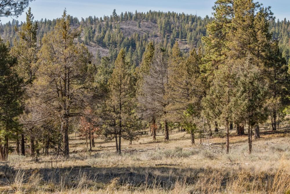 Photo of 5768 Engleman Spruce 3 of 15