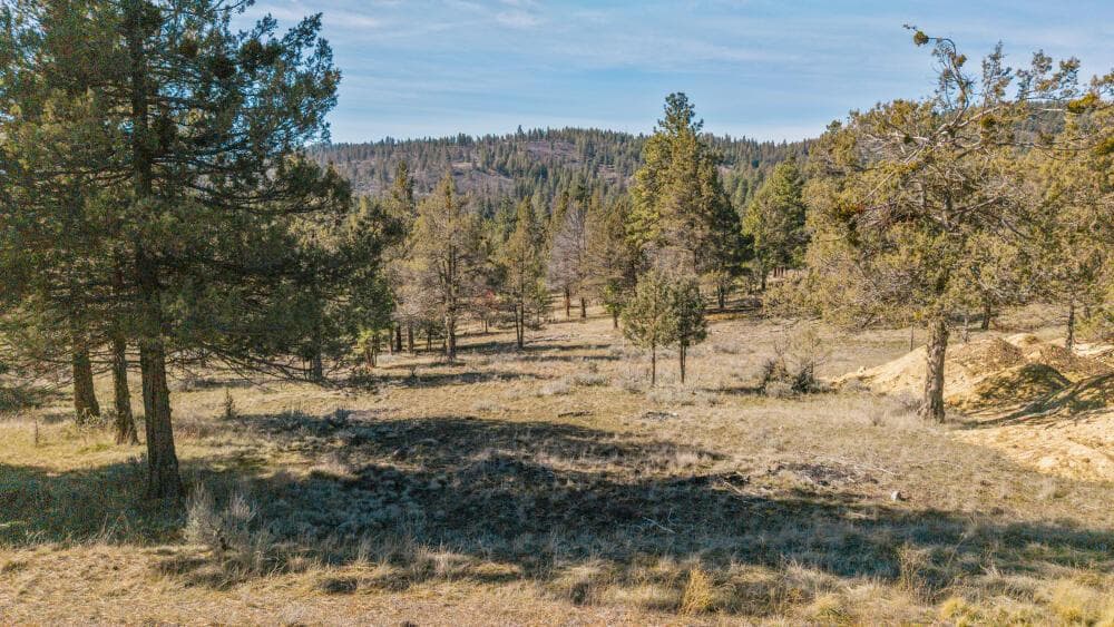 Photo of 5768 Engleman Spruce 5 of 15