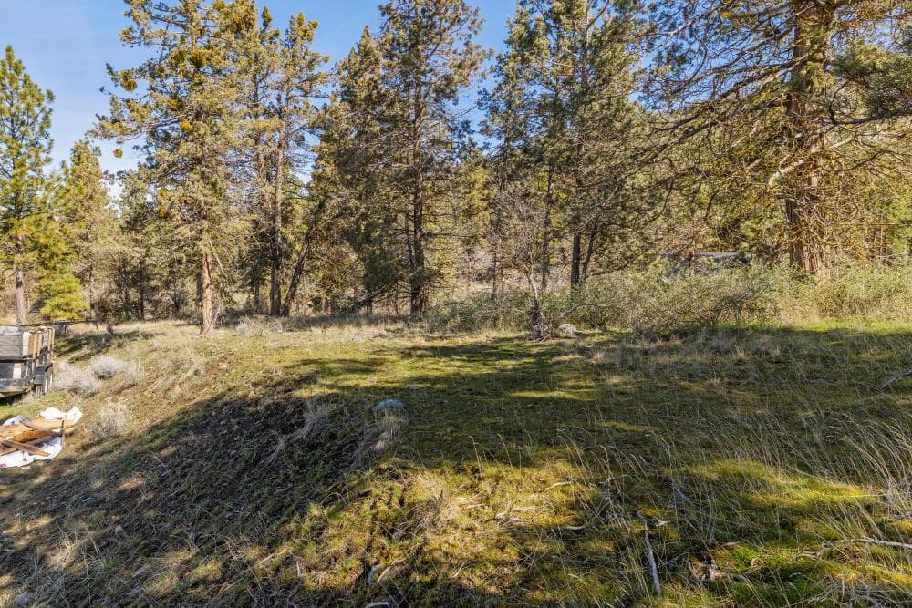 Photo of 1069 Water Birch 5 of 17