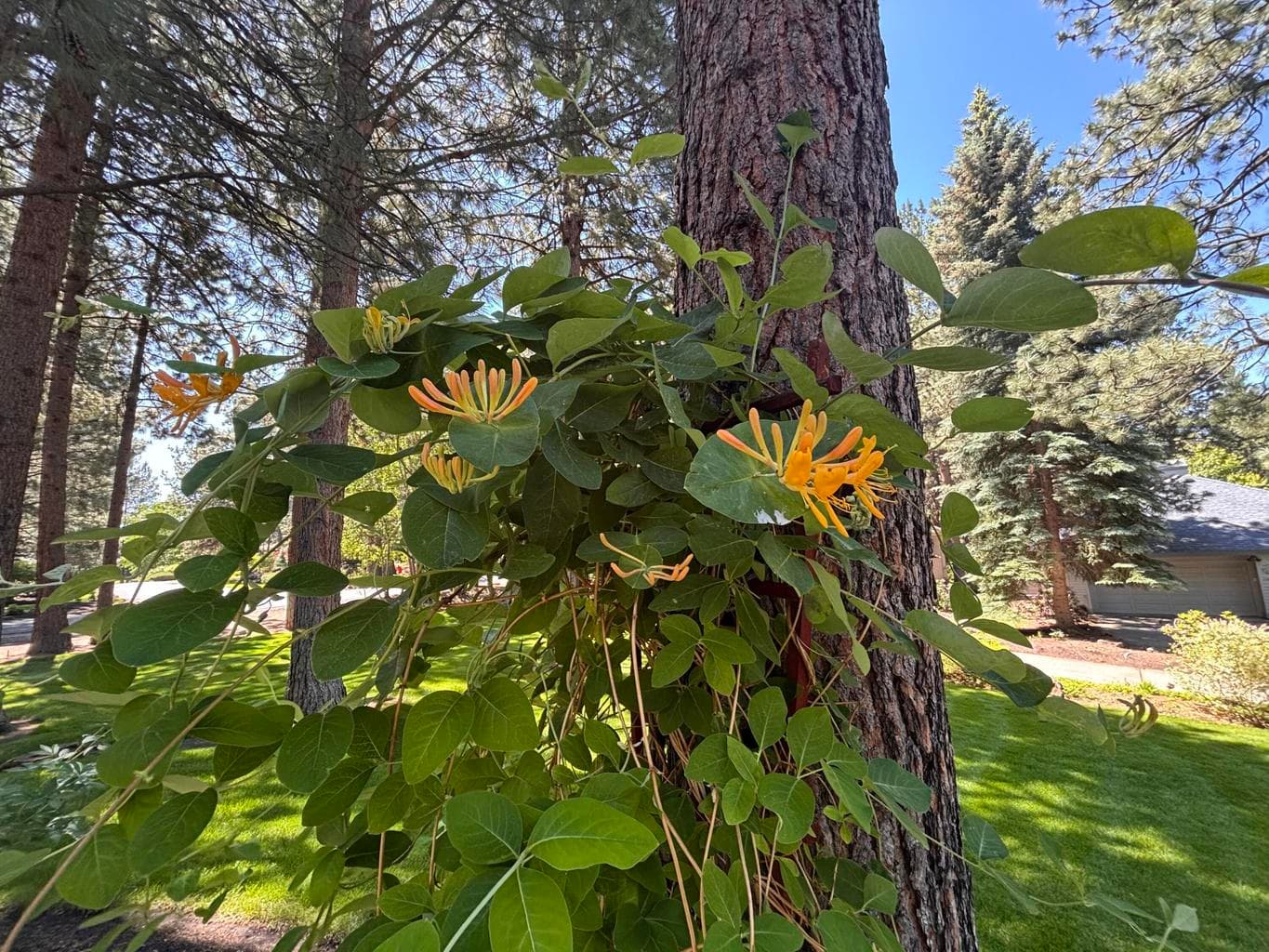 Photo of 60730 Breckenridge 3 of 44