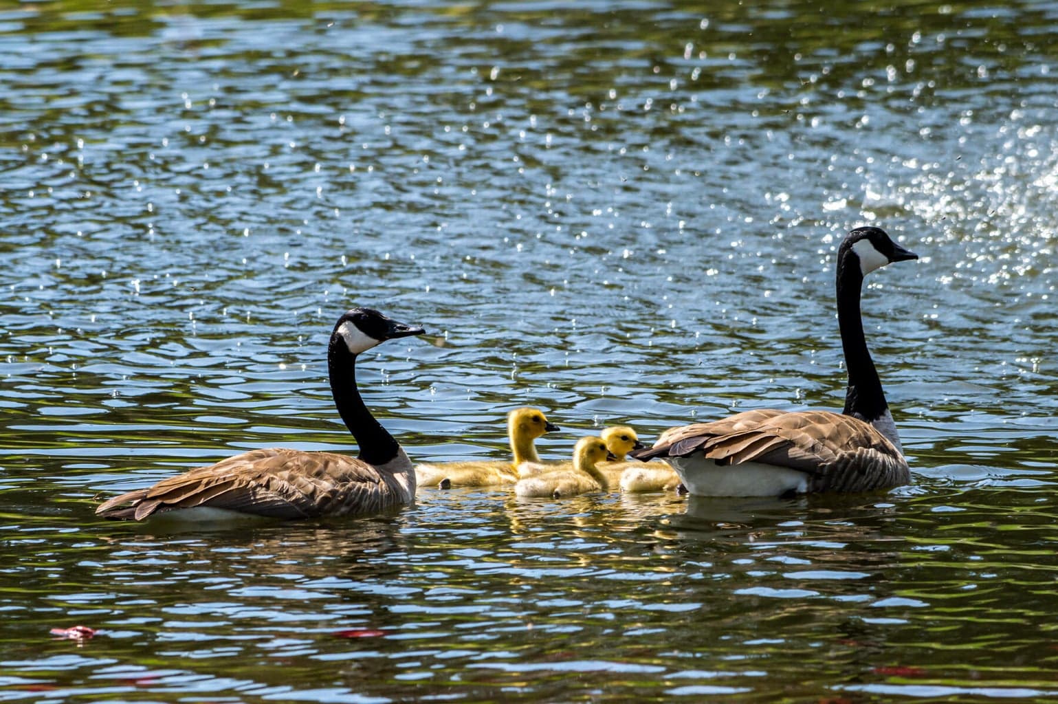 Geese on the pond