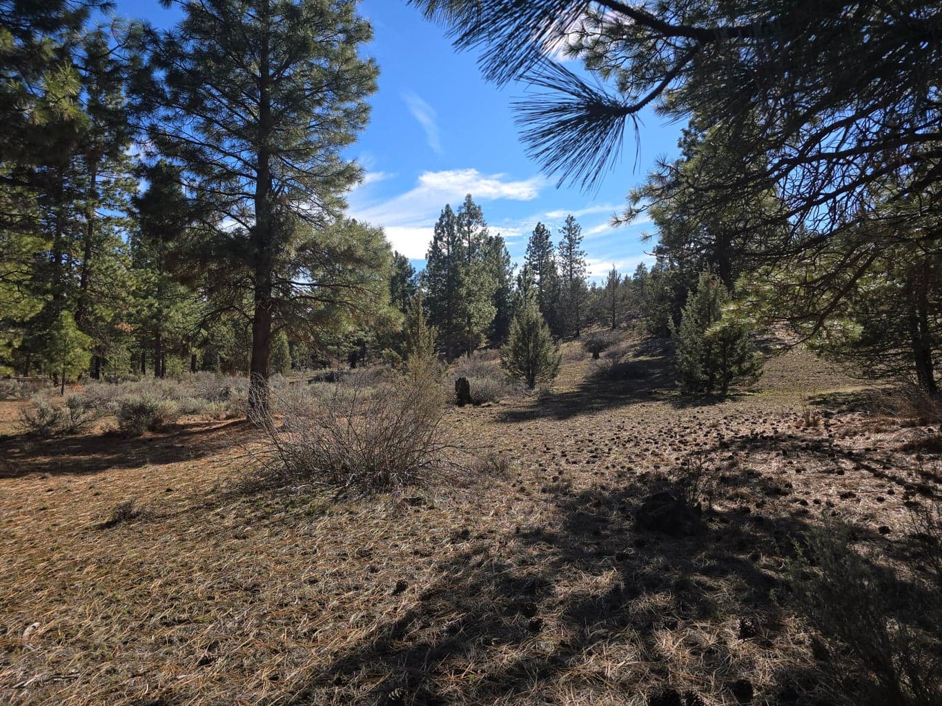 Photo of Wilderness 2 of 10