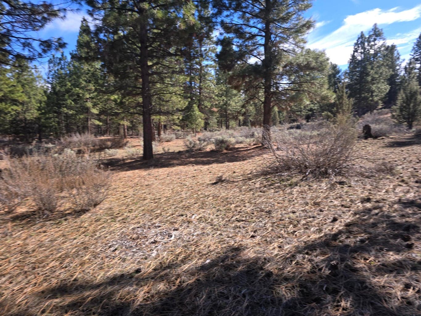 Photo of Wilderness 3 of 10