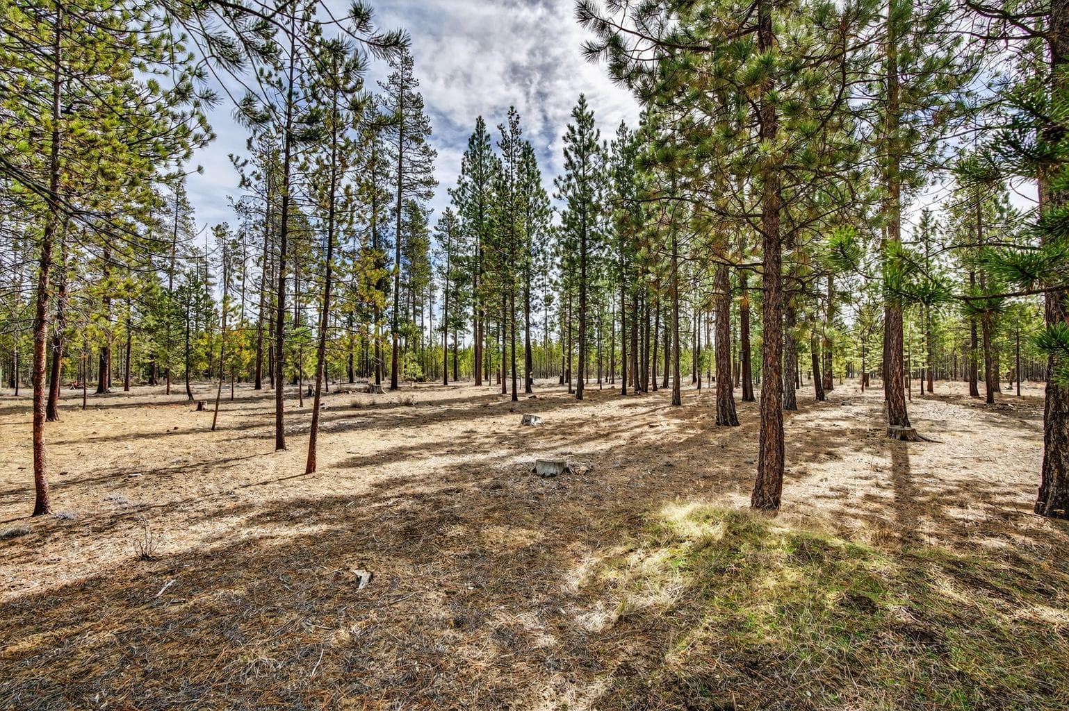 Peaceful wooded landscape offering privacy and space