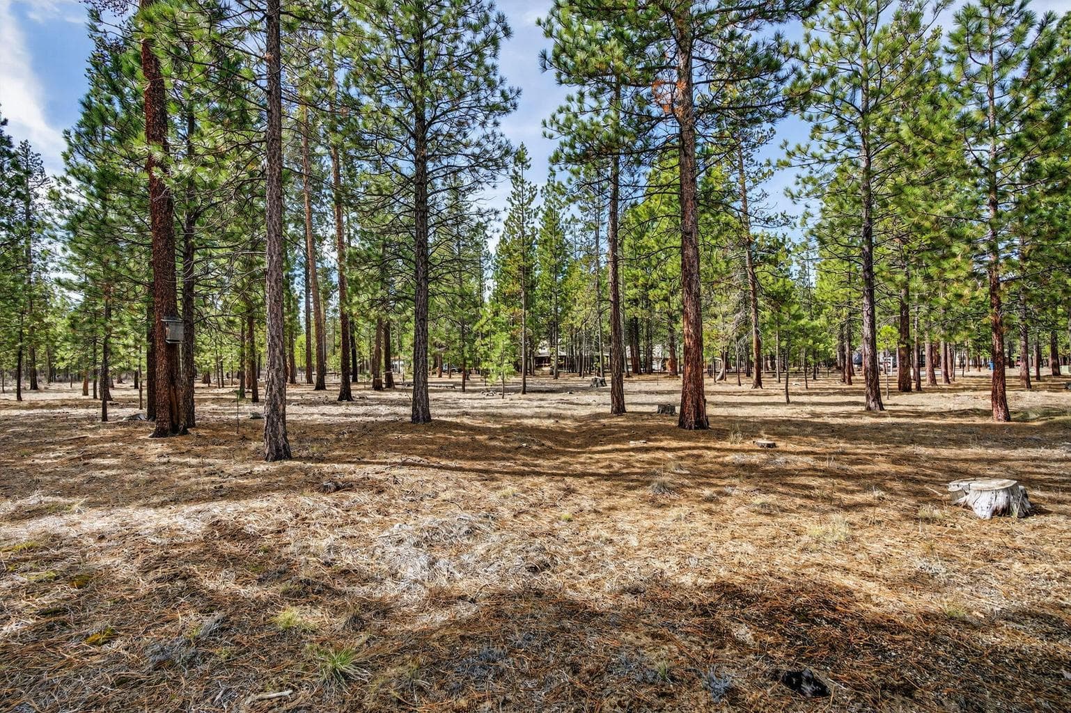 Scenic view of the property with native vegetation