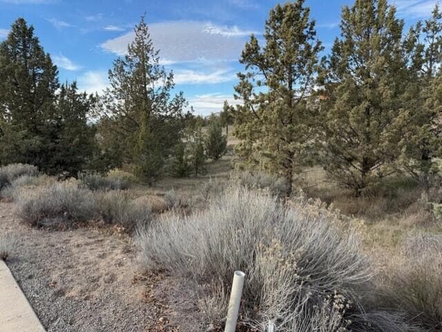 Photo of Yarrow 5 of 9