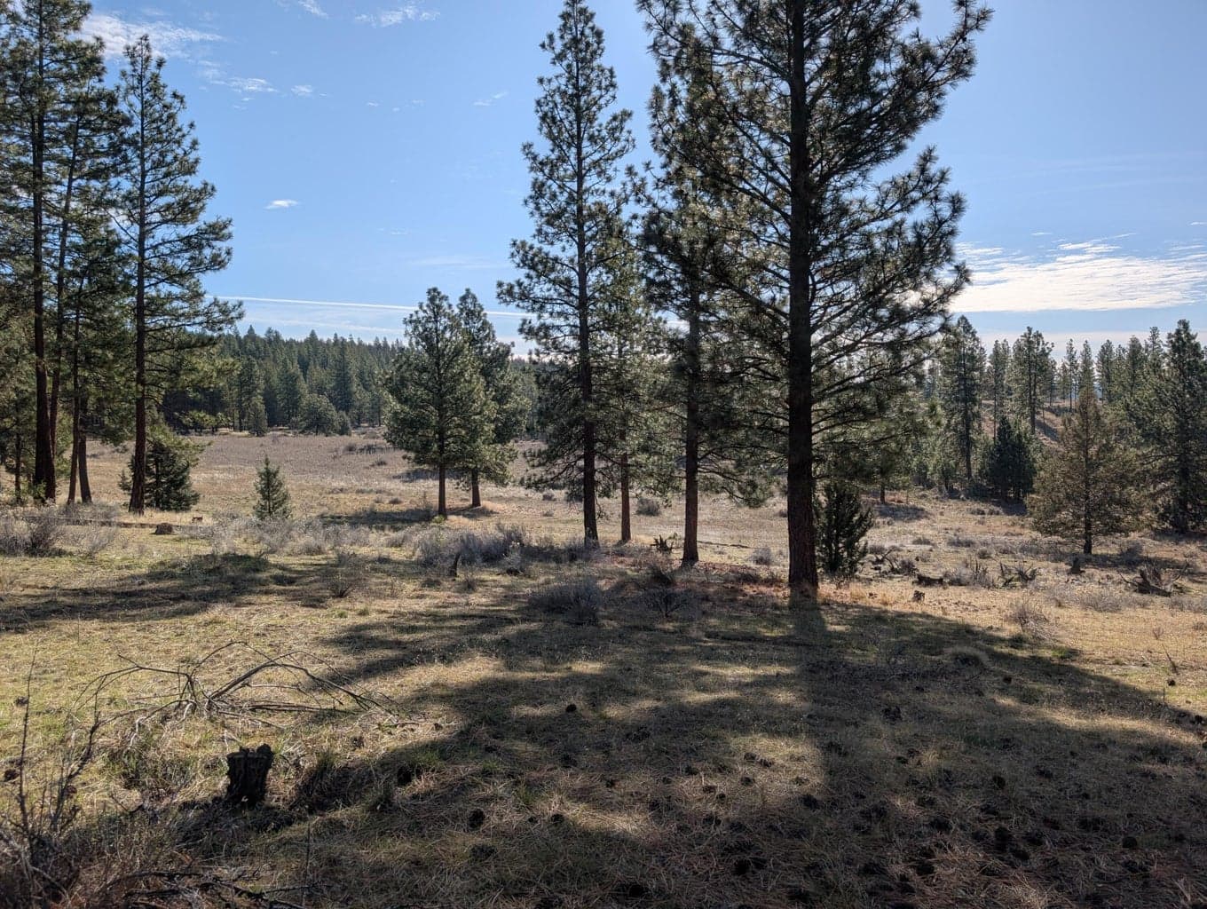 Photo of 28660 Yonna Wood 4 of 20