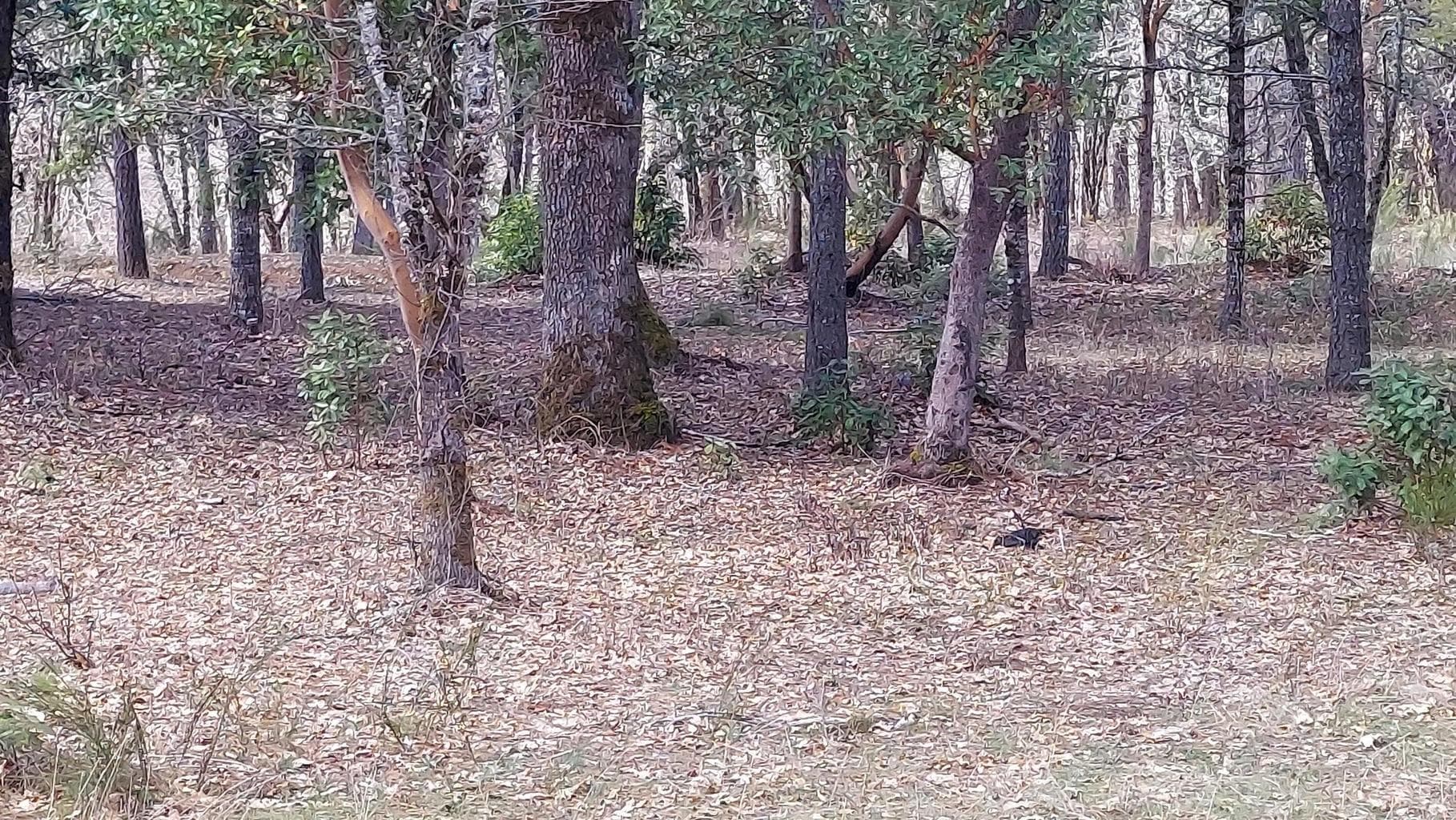 Photo of Redwood 3 of 13