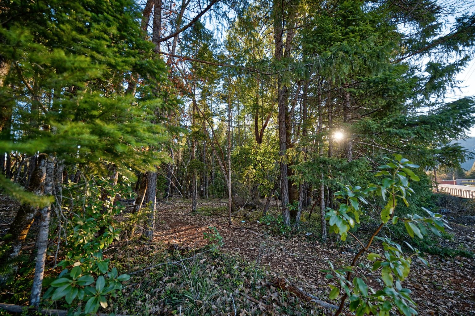 Photo of 0 Redwood 5 of 19
