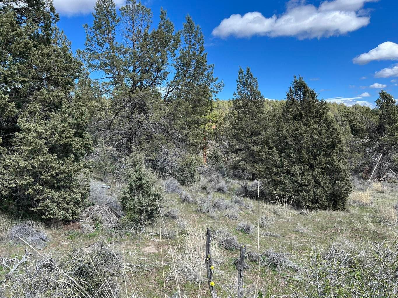 Photo of 0 Shasta 4 of 9