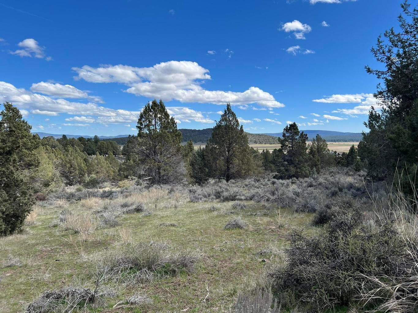 Photo of 0 Shasta 5 of 9