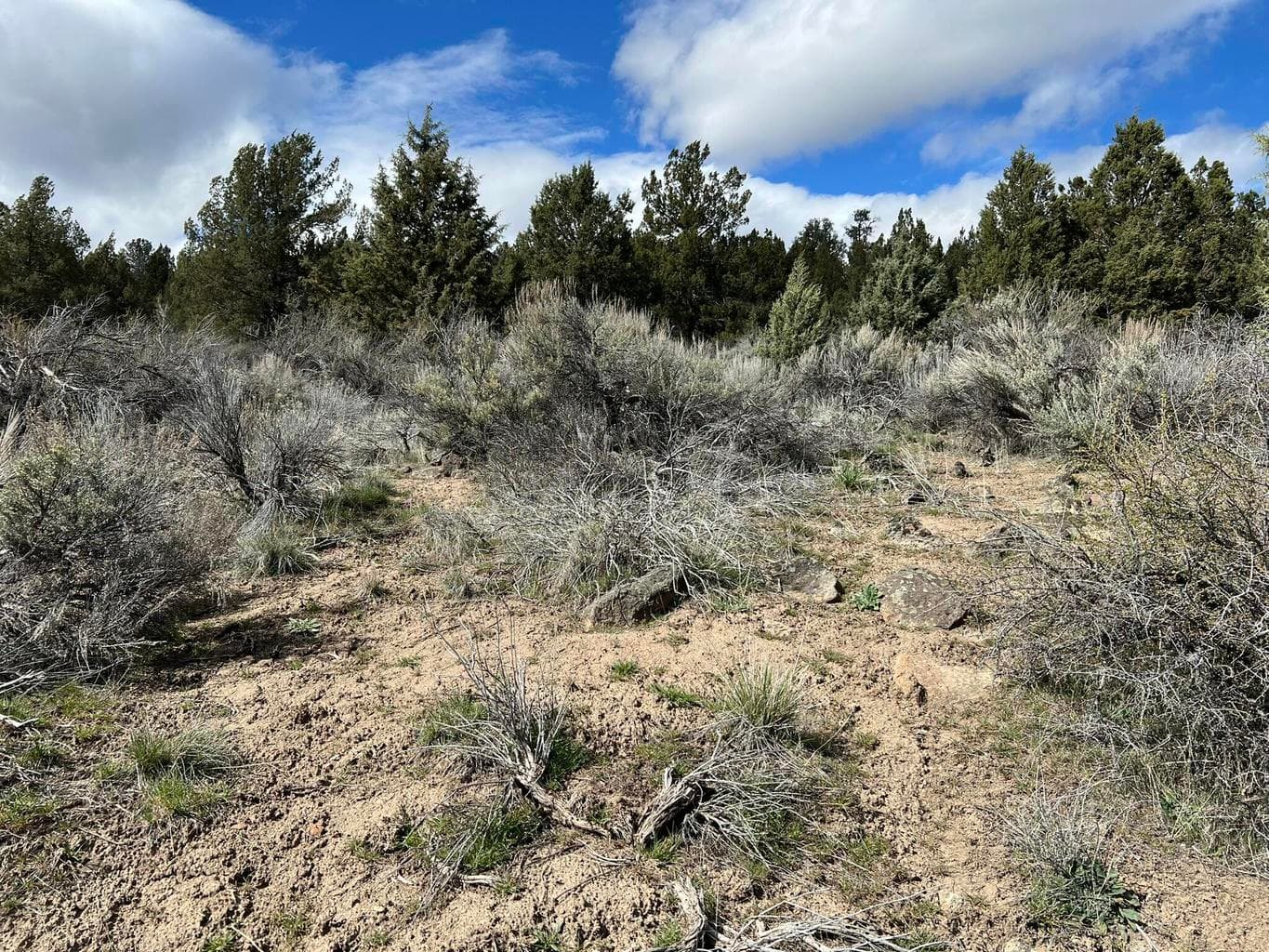 Photo of 0 Shasta 3 of 5