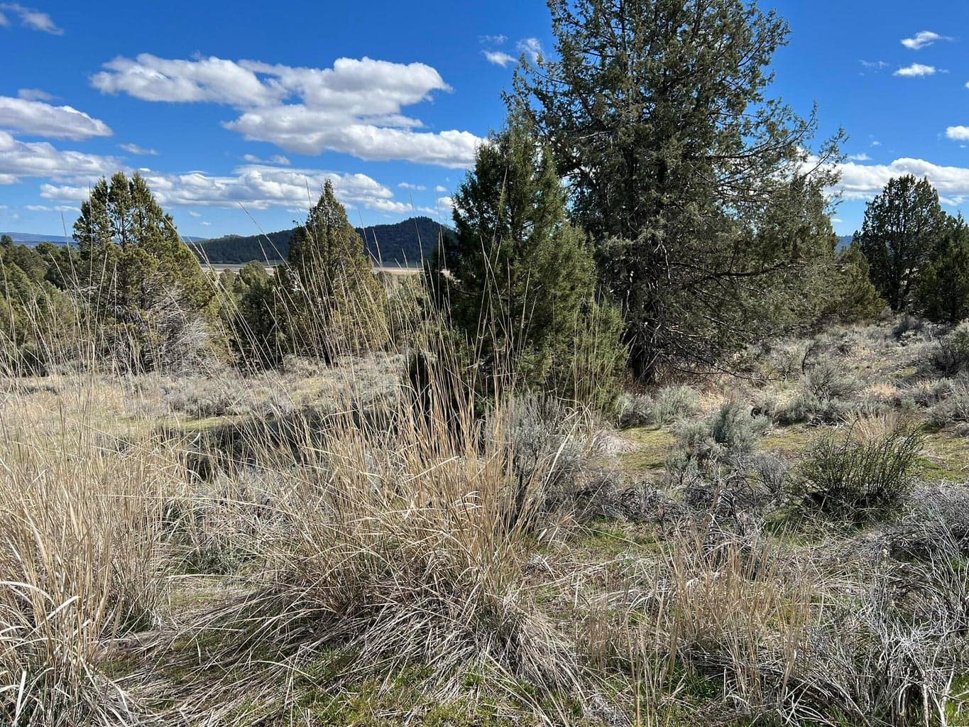 Photo of 0 Shasta 4 of 5