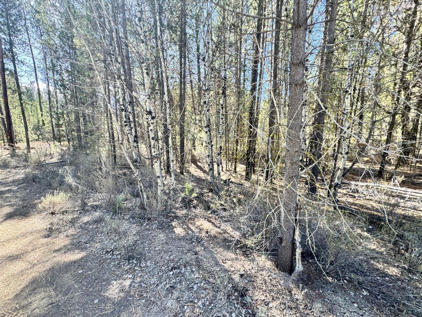 Photo of 0 Green Forest 3 of 13