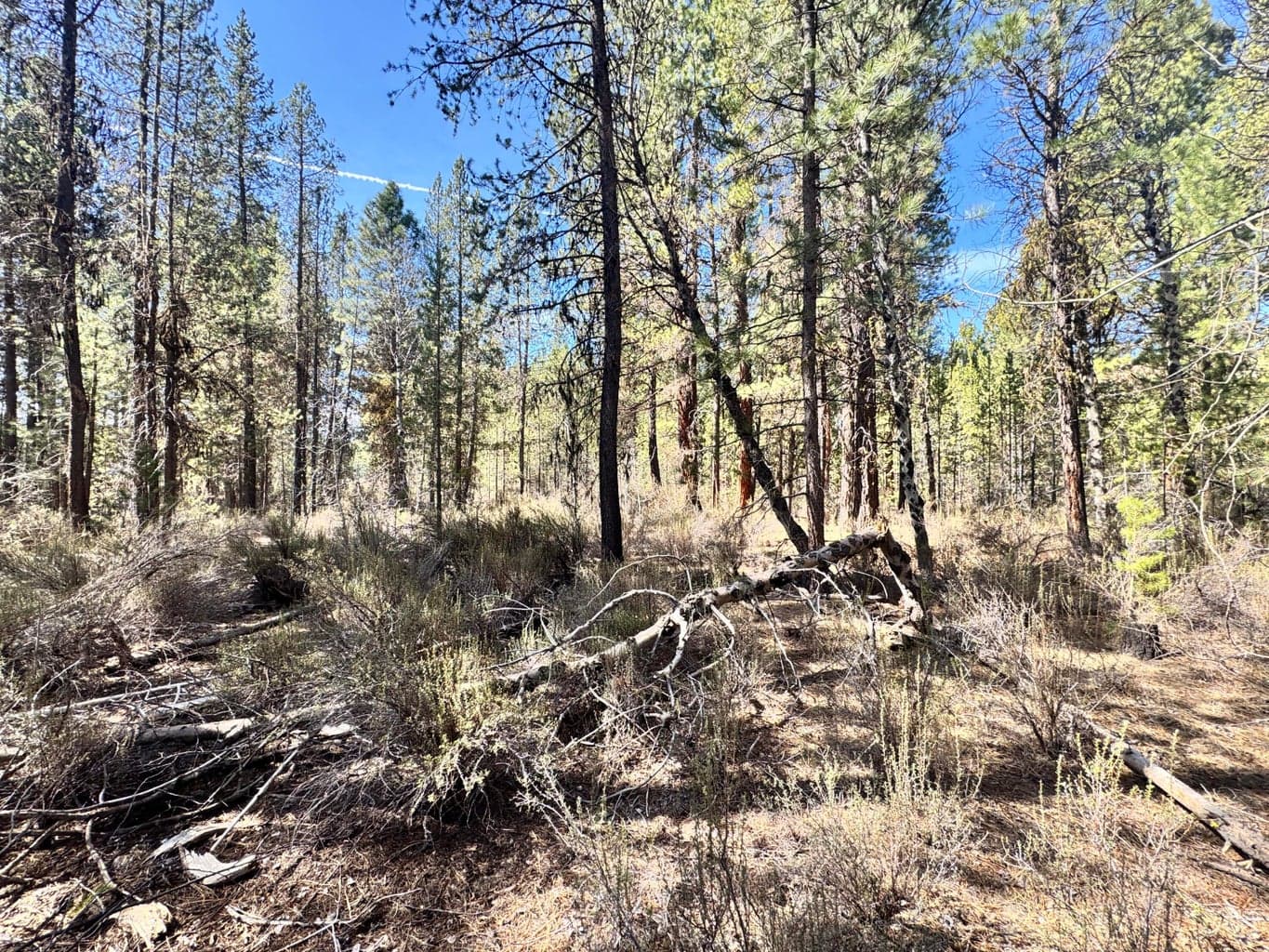 Photo of 0 Green Forest 4 of 13